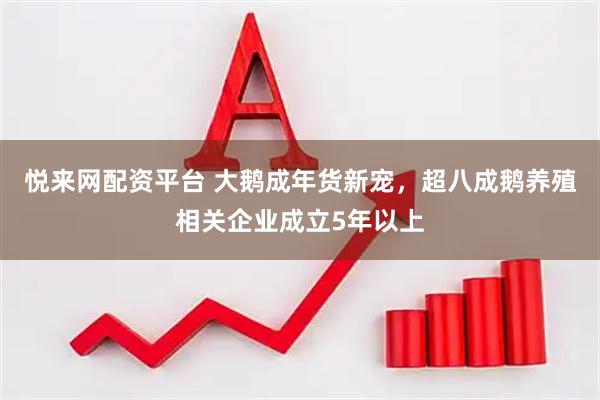 悦来网配资平台 大鹅成年货新宠，超八成鹅养殖相关企业成立5年以上
